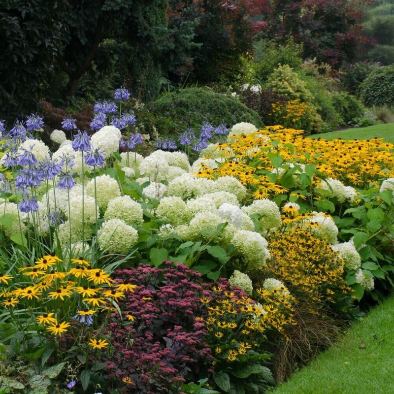 Rudbekia Błyskotliwa Goldsturm (Rudbeckia fulgida) Sadzonka C2 (3).jpg