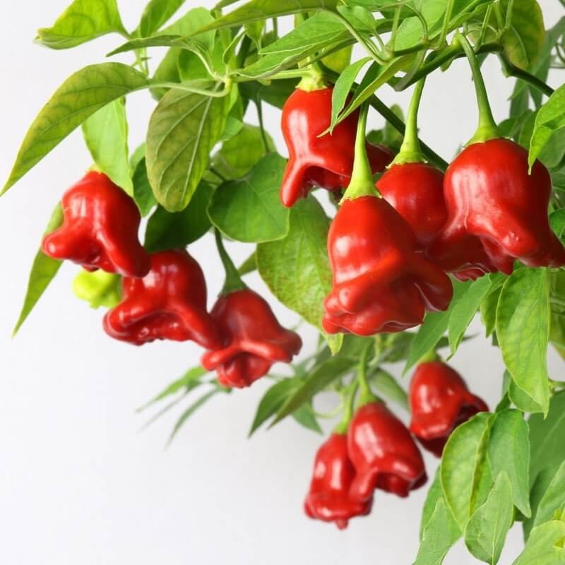 Papryka ostra OKRASNY ZVONEK (2).jpg