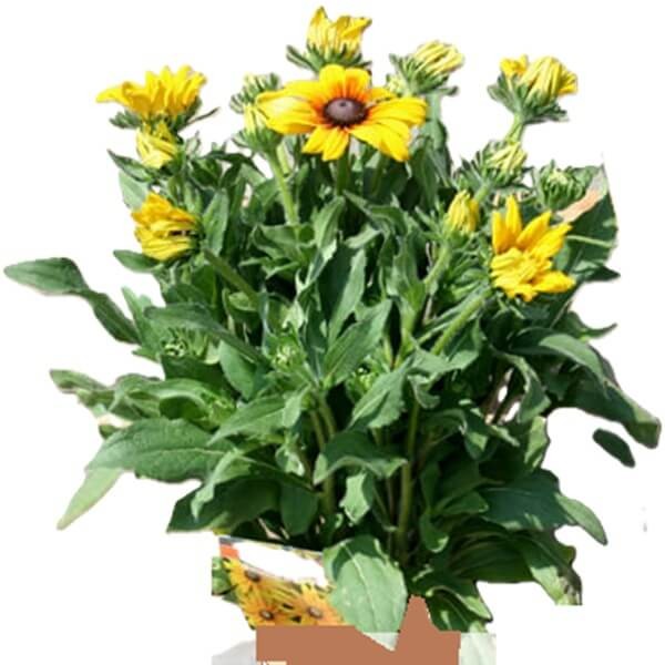 Rudbekia Błyskotliwa Goldsturm (Rudbeckia fulgida) Sadzonka C2 (2).jpg