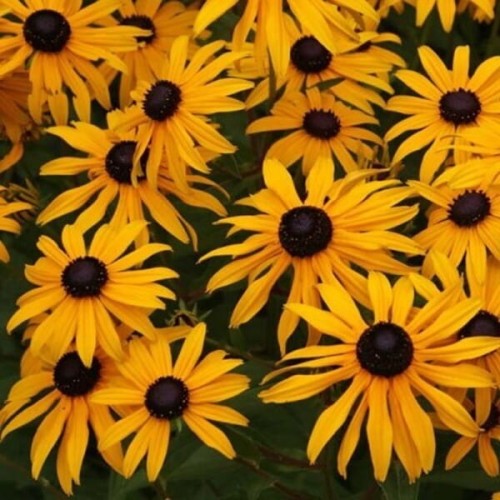 Rudbekia Błyskotliwa Goldsturm sadzonka C2