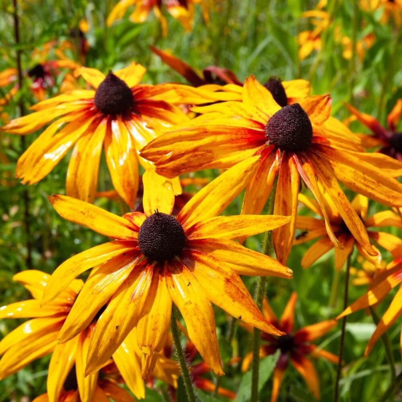 Rudbekia Sophia (Rudbeckia) Sadzonka C2 (3).jpg