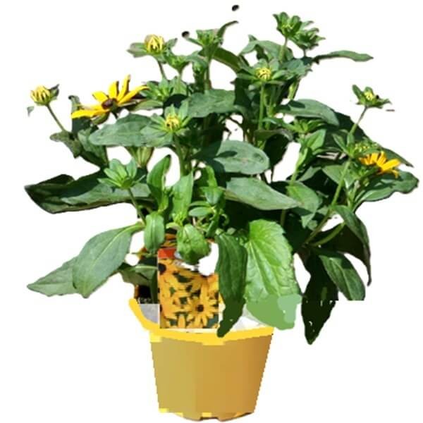 Rudbekia Sophia (Rudbeckia) Sadzonka C2 (2).jpg