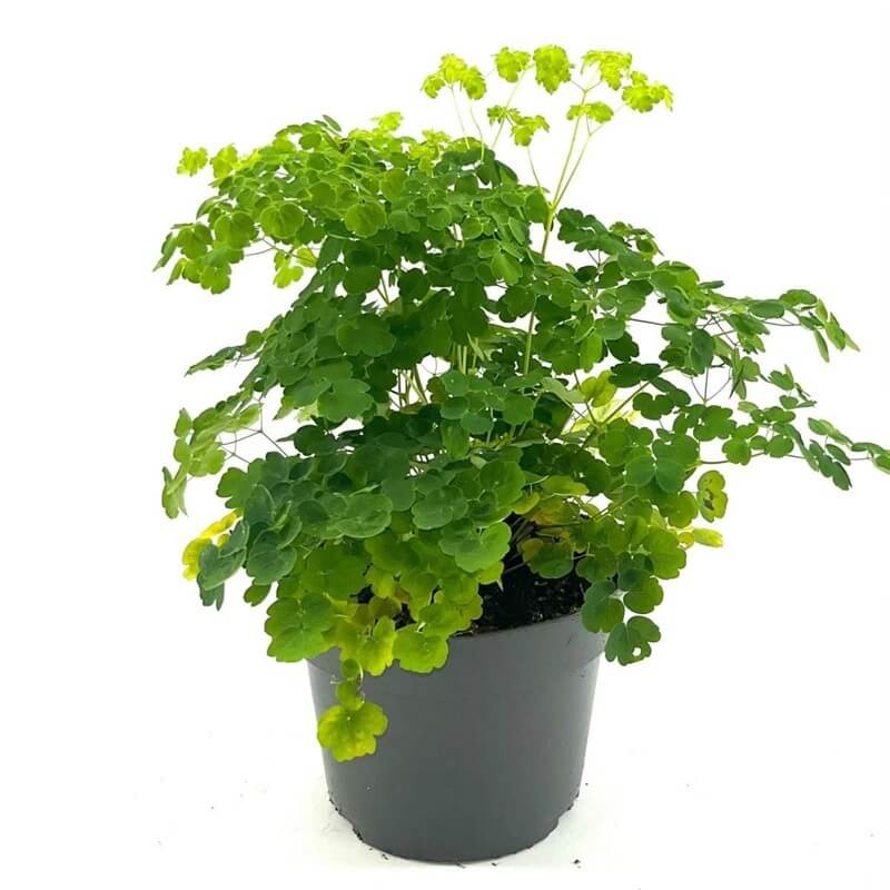 Rutewka 'Black Stockings' (Thalictrum) Sadzonka C1 (1).jpg