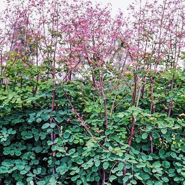 Rutewka 'Black Stockings' (Thalictrum) Sadzonka C1 (2).jpg