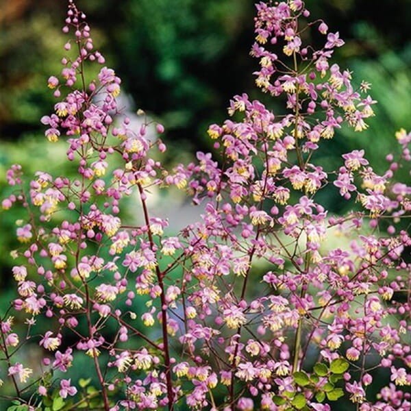Rutewka 'Black Stockings' (Thalictrum) Sadzonka C1 (3).jpg