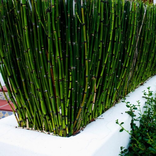 Skrzyp Zimowy Robustum sadzonka