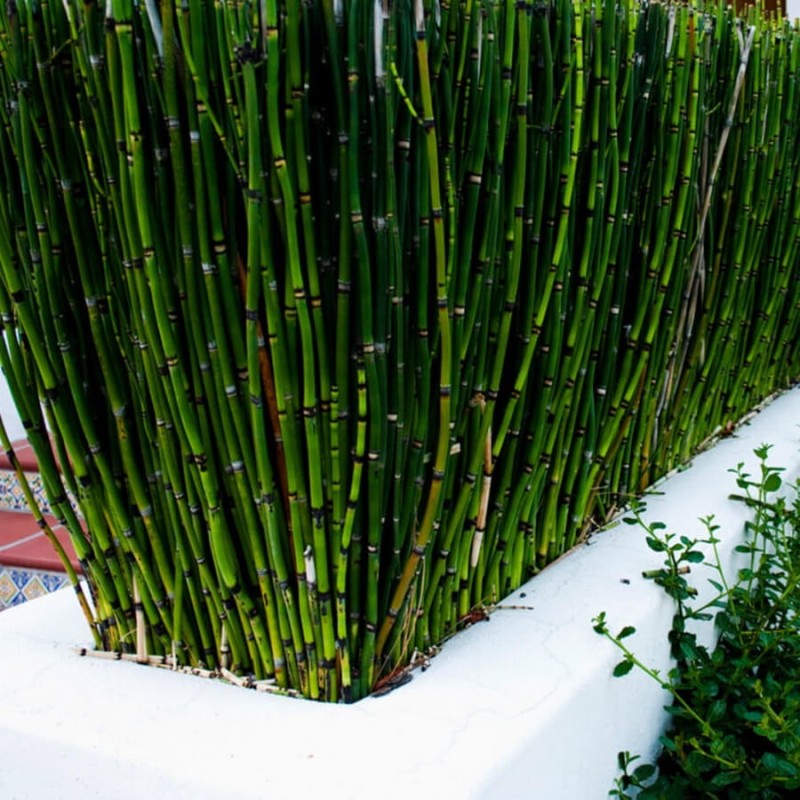 Skrzyp Zimowy Robustum (Equisetum Hyemale) Sadzonka  (2).jpg