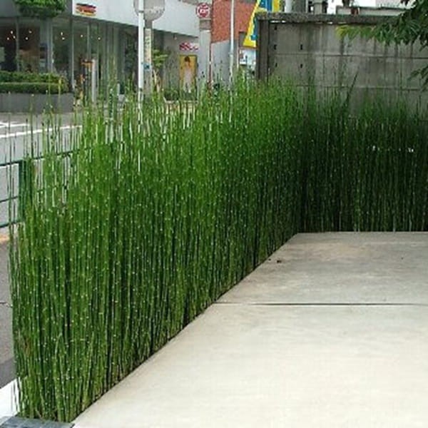 Skrzyp Zimowy Robustum (Equisetum Hyemale) Sadzonka  (1).jpg