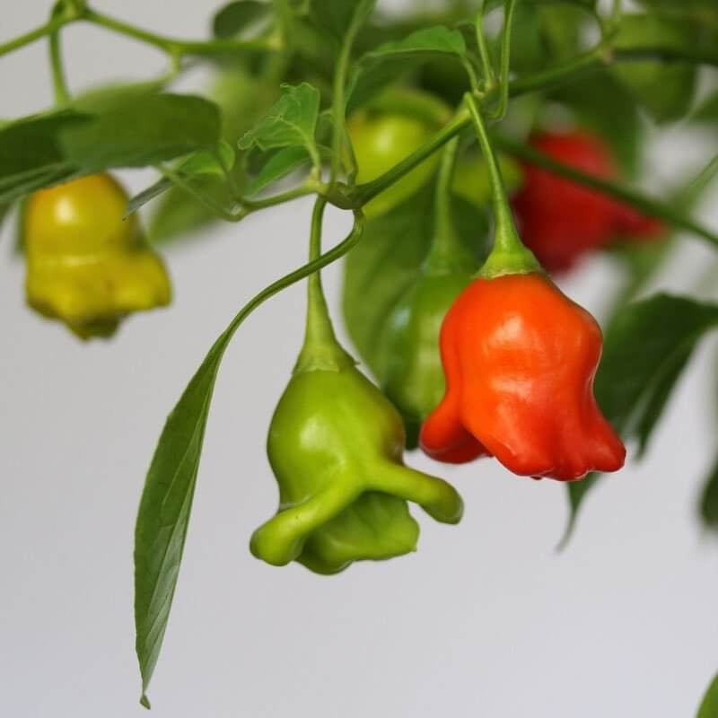 Papryka ostra OKRASNY ZVONEK (3).jpg