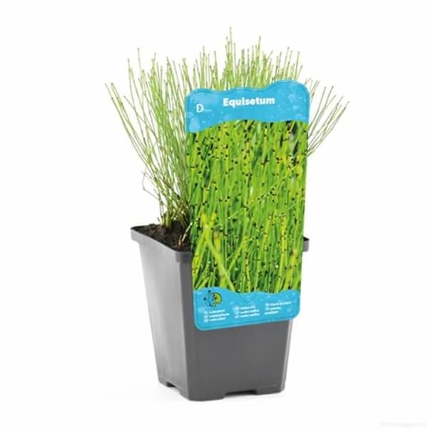 Skrzyp Zimowy Robustum (Equisetum Hyemale) Sadzonka  (3).jpg