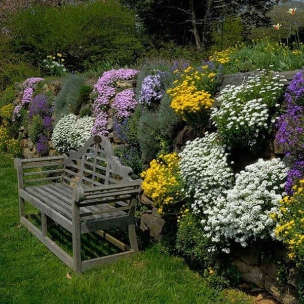 Ubiorek wiecznie zielony biały (Iberis sempervirens) Sadzonka (1).jpg