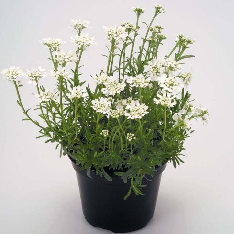 Ubiorek wiecznie zielony biały (Iberis sempervirens) Sadzonka (2).jpg