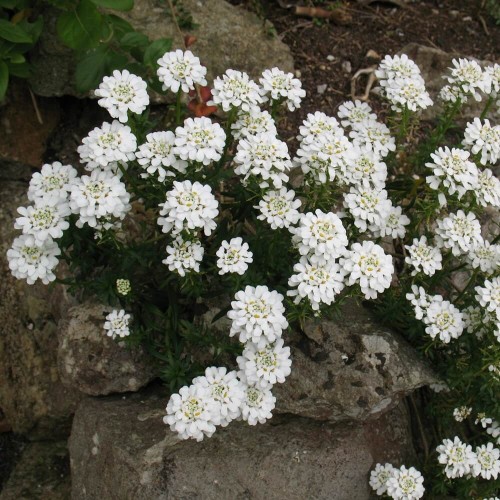 Ubiorek wiecznie zielony biały sadzonka