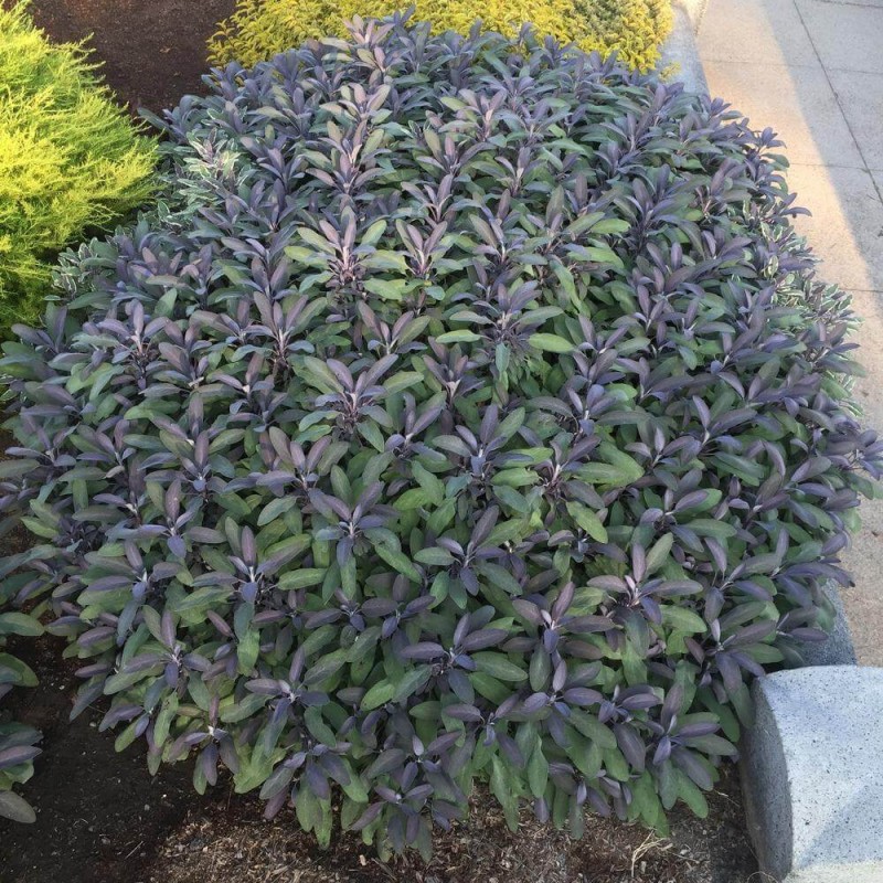 Szałwia Lekarska Purpurascens (Salvia officinalis) Sadzonka (2).jpg