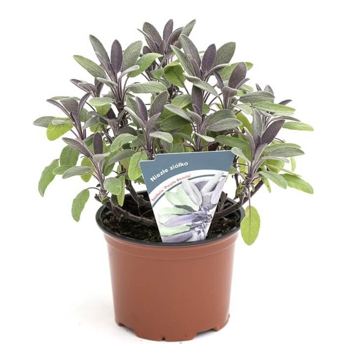 Szałwia Lekarska Purpurascens (Salvia officinalis) Sadzonka (3).jpg