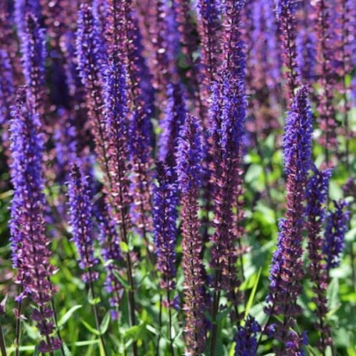 Szałwia Omszona April Night sadzonka C1/c2