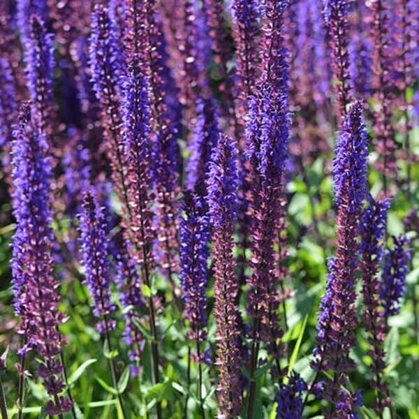 Szałwia Omszona April Night (Salvia nemorosa) Sadzonka C1c2 (2).jpg
