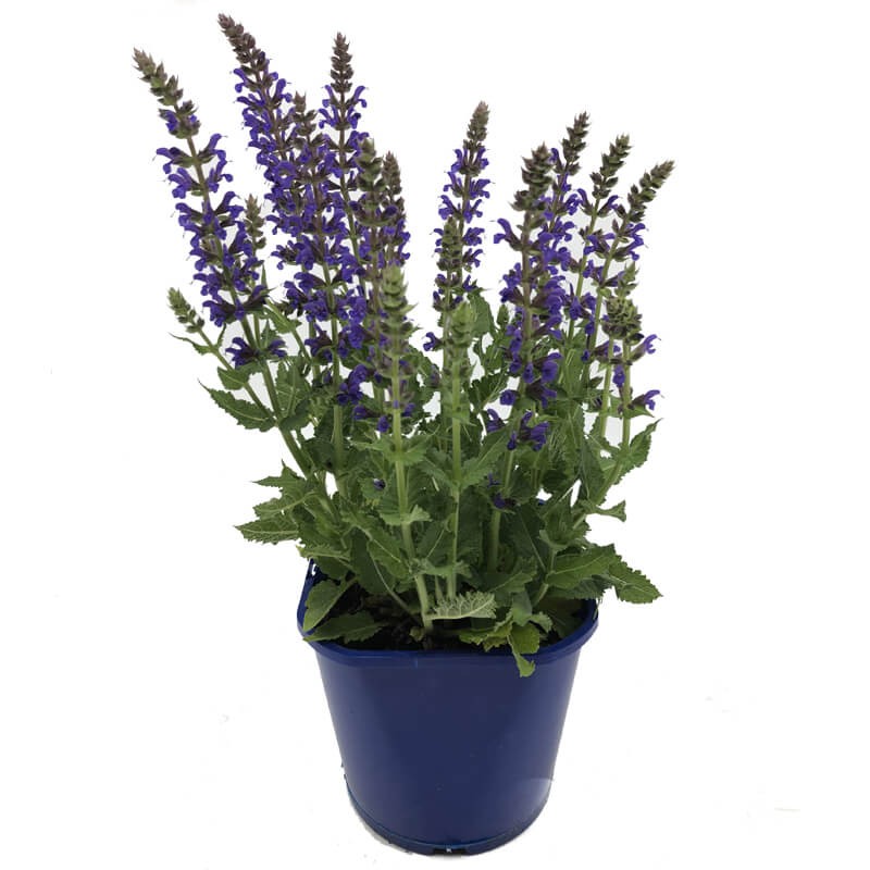 Szałwia Omszona April Night (Salvia nemorosa) Sadzonka C1c2.jpg