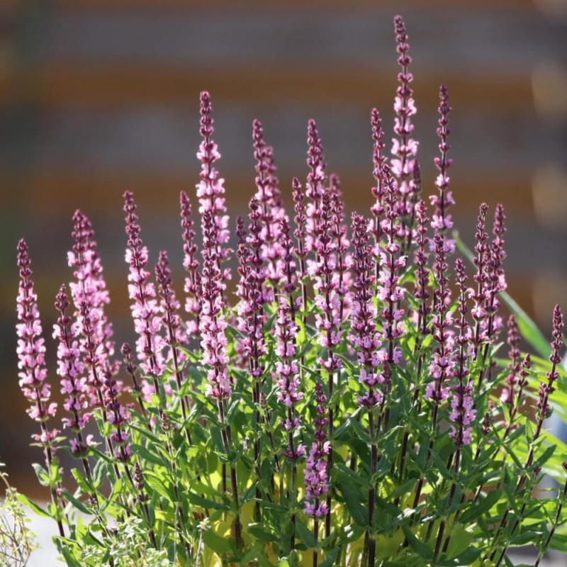 Szałwia Omszona Pink (Salvia nemorosa) Sadzonka C2  (2).jpg