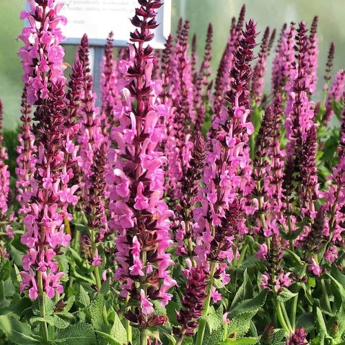 Szałwia Omszona różowa sadzonka C1