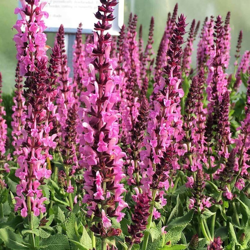 Szałwia Omszona Pink (Salvia nemorosa) Sadzonka C2.jpg