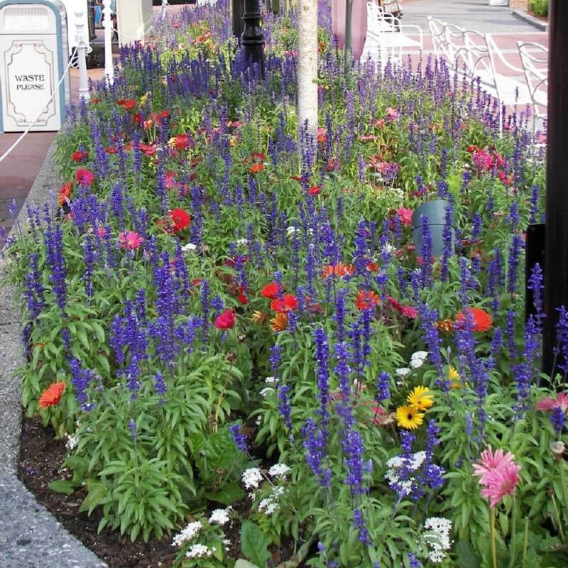 Szałwia Omszona Salute Deep Blue (Salvia nemorosa) Sadzonka (3).jpg
