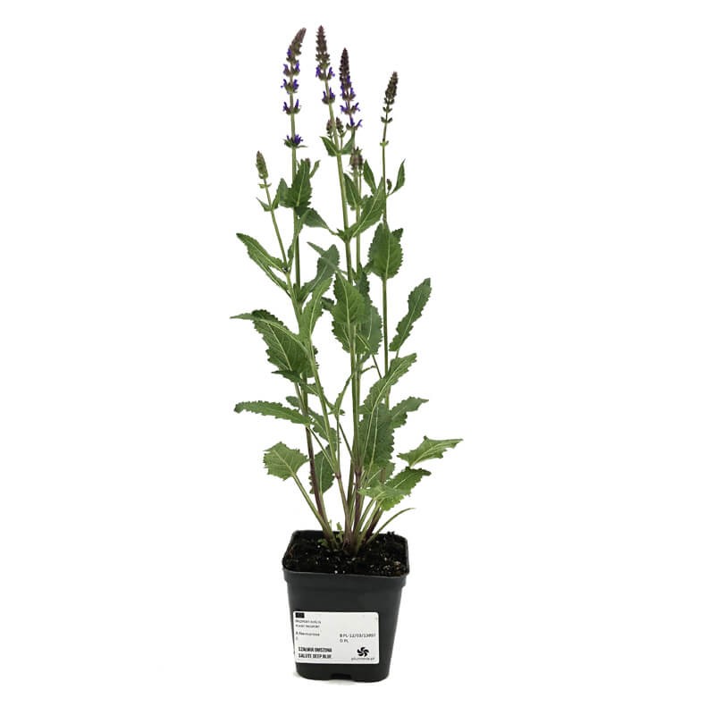 Szałwia Omszona Salute Deep Blue (Salvia nemorosa) Sadzonka (2).jpg