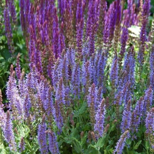 Szałwia omszona niebiesko-fioletowa sadzonka C1