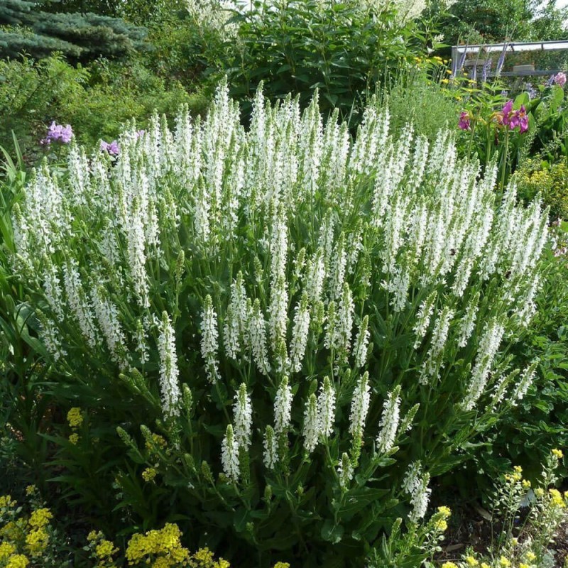 Szałwia omszona White (Salvia nemorosa) Sadzonka (3).jpg