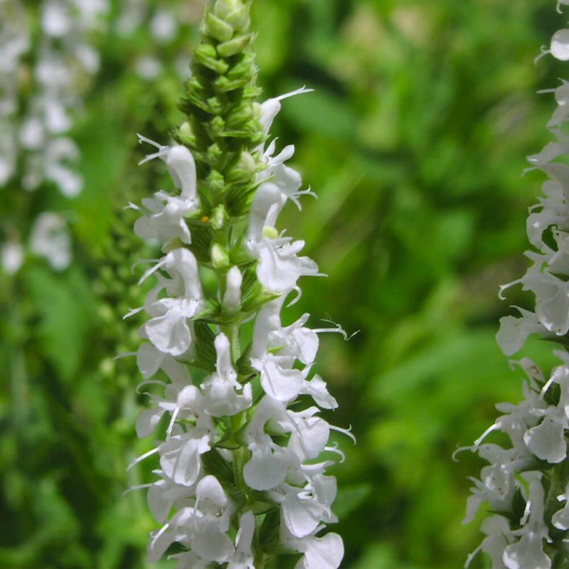Szałwia omszona White (Salvia nemorosa) Sadzonka (2).jpg