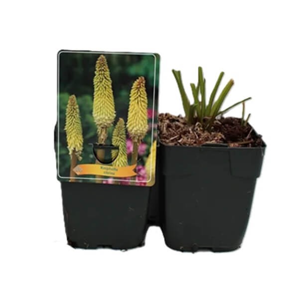 Trytoma Banana Popsicle (Kniphofia) Sadzonka C1 (4).jpg