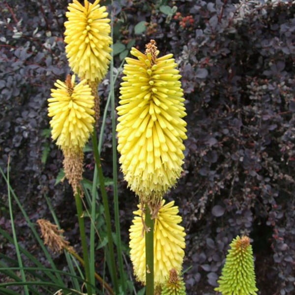 Trytoma Banana Popsicle (Kniphofia) Sadzonka C1 (2).jpg