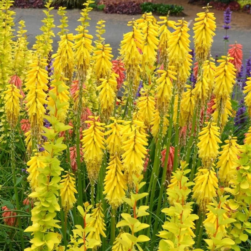 Trytoma Banana Popsicle (Kniphofia) Sadzonka C1.jpg