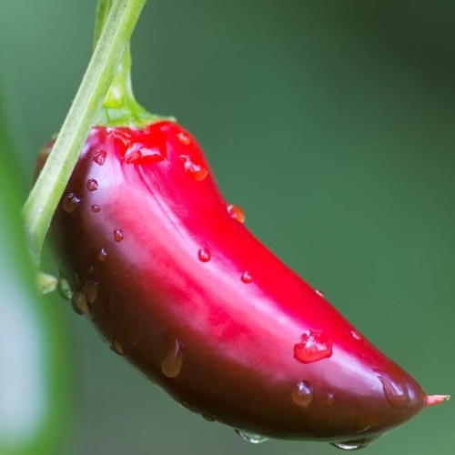 Papryka ostra Jalapeno czerwona nasiona 015g