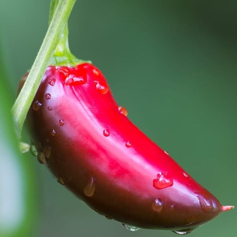 Papryka ostra JALAPENO Czerwona (2).jpg