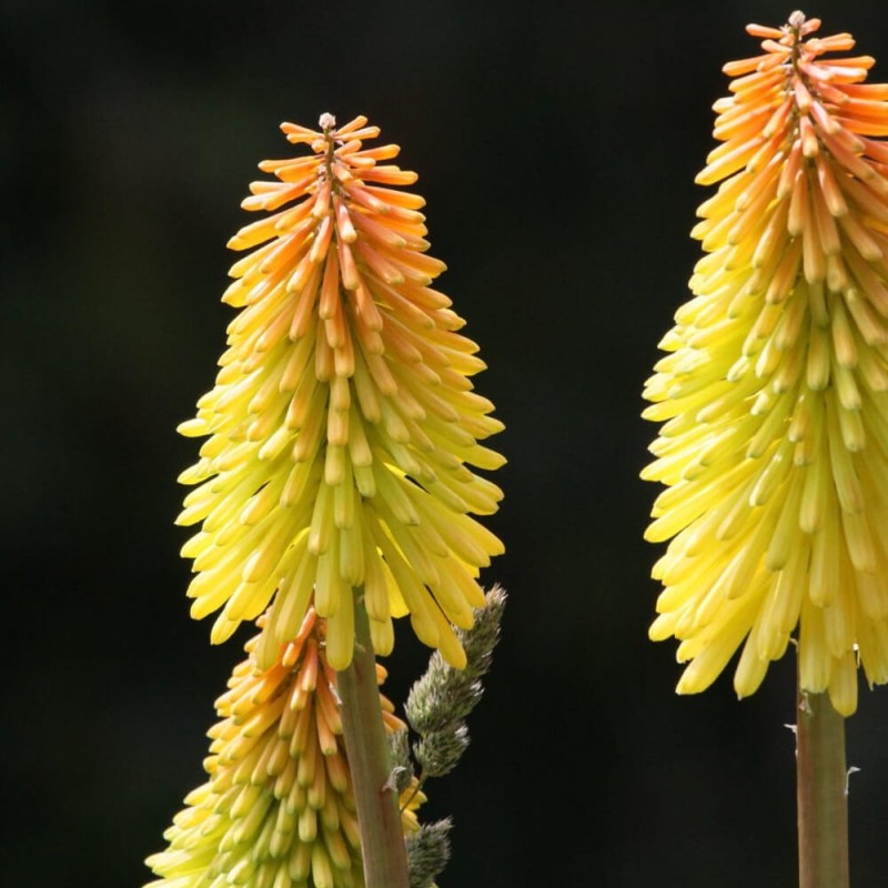 Trytoma Lemon Popsicle (Kniphofia) Sadzonka C1 (3).jpg