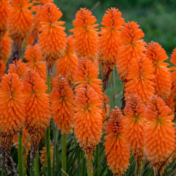 Trytoma Mango Popsicle (Kniphofia) Sadzonka C1.jpg