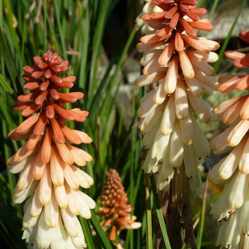 Trytoma Orange Vanilla (Kniphofia) Sadzonka.jpg