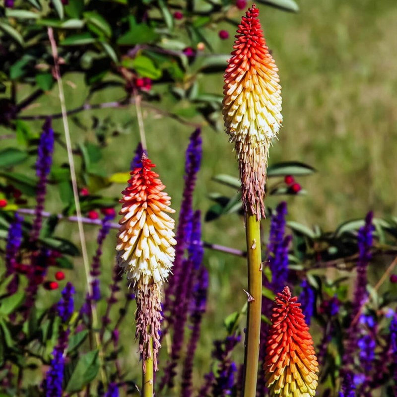 Trytoma Orange Vanilla (Kniphofia) Sadzonka (3).jpg