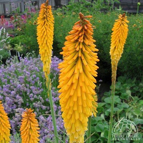 Trytoma Poco Orange (Kniphofia) Sadzonka C1.jpg