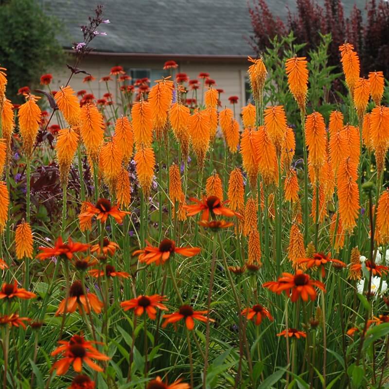 Trytoma Poco Orange (Kniphofia) Sadzonka C1 (2).jpg