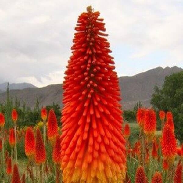 Trytoma Redhot Popsicle (Kniphofia) Sadzonka C1.jpg