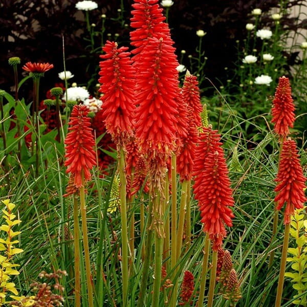 Trytoma Redhot Popsicle (Kniphofia) Sadzonka C1 (2).jpg