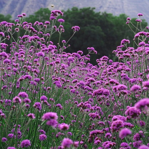 Werbena Patagońska Liliowa sadzonka P9/12