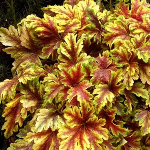 Żuraweczka Golden Zebra sadzonka