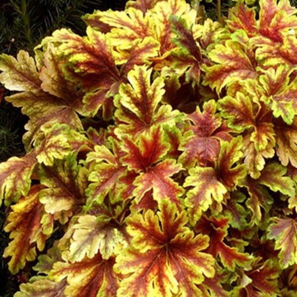 Żuraweczka Golden Zebra (Heucherella) Sadzonka.jpg
