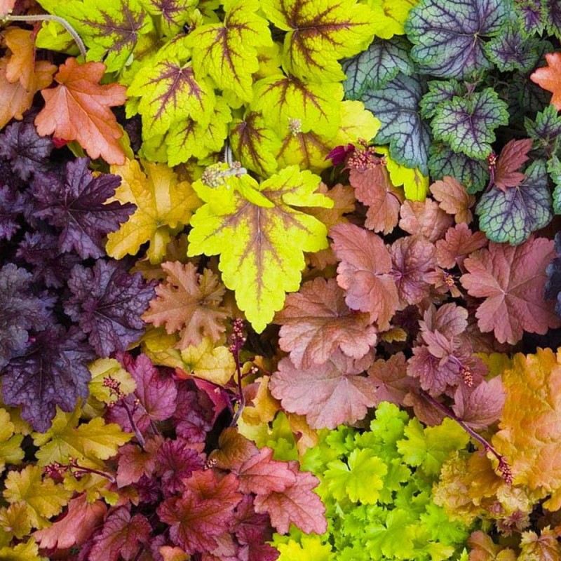 Żuraweczka Golden Zebra (Heucherella) Sadzonka (2).jpg