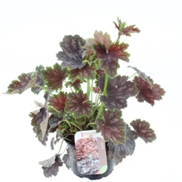 Żuraweczka Golden Zebra (Heucherella) Sadzonka (3).jpg