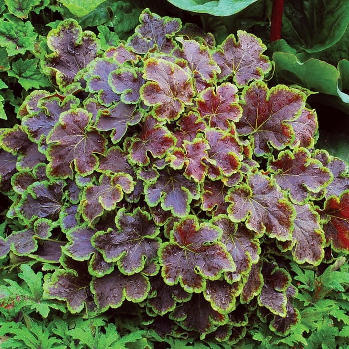 Żuraweczka Solar Eclipse (Heucherella) Sadzonka (2).jpg