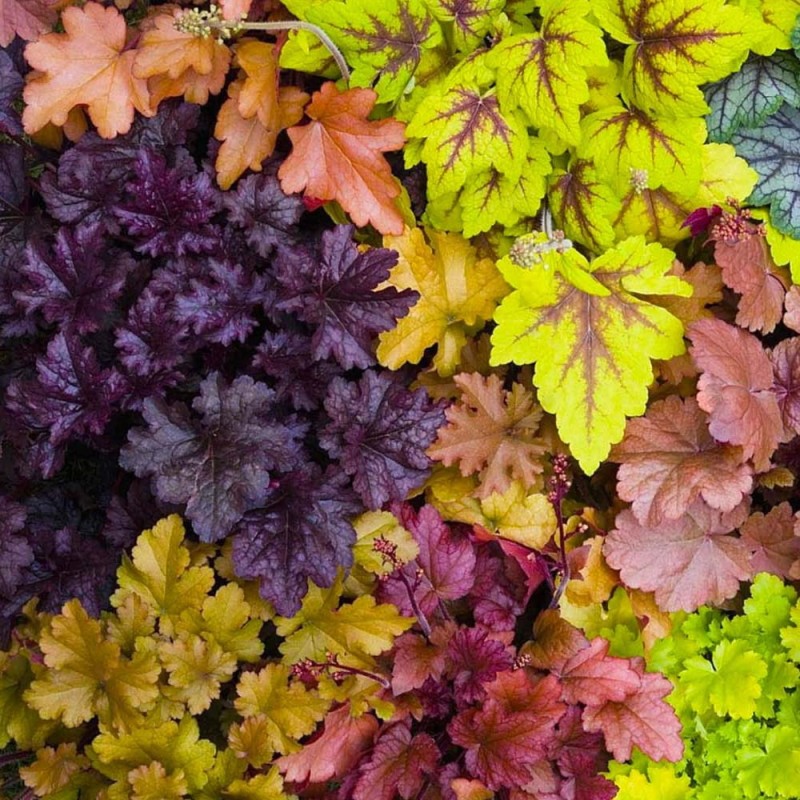 Żuraweczka Solar Eclipse (Heucherella) Sadzonka (3).jpg